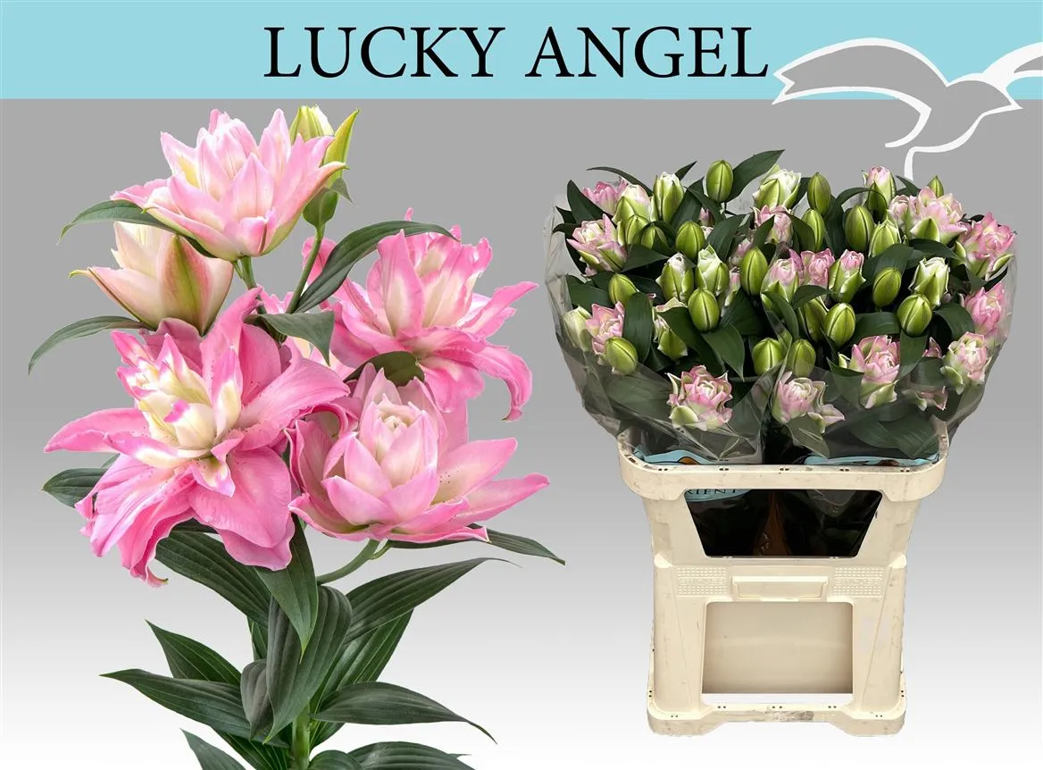 Ľalia orientálna Du Lucky Angel • 80 cm