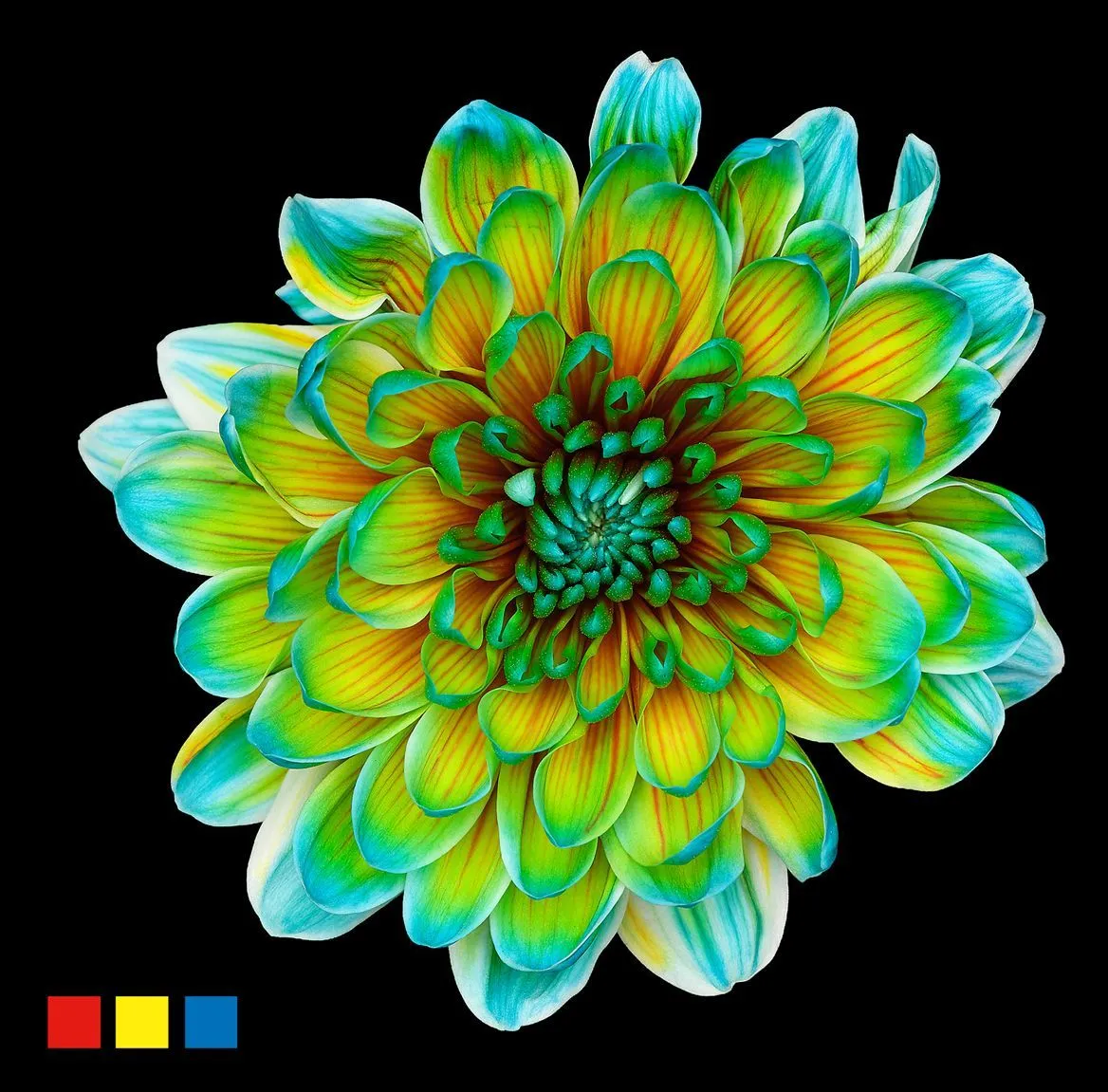 Chryzantéma trsová Altaj Curacao • 70 cm