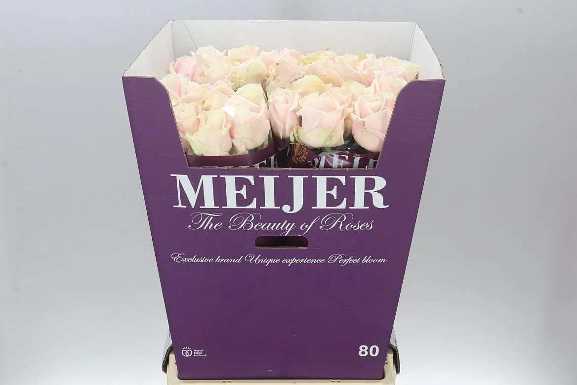 Ruža Sweet Avalanche Meier White • 80 cm