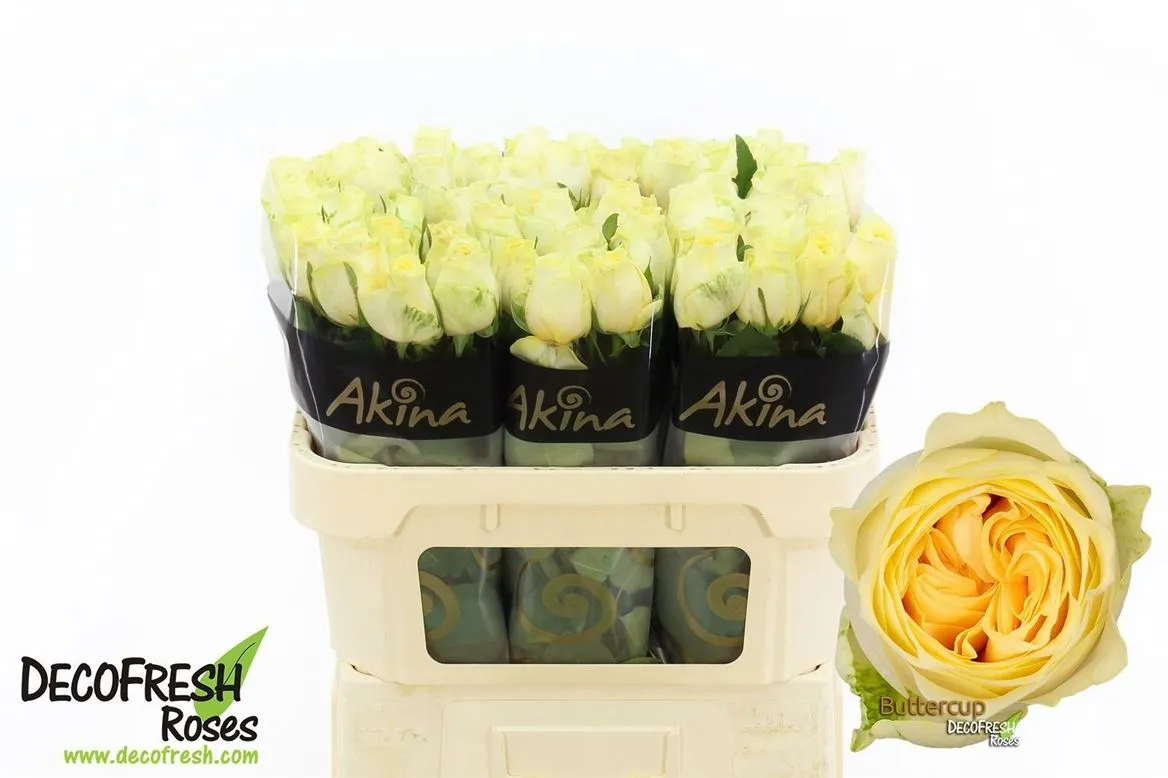 Rosa Gr Buttercup Imp • 70 cm