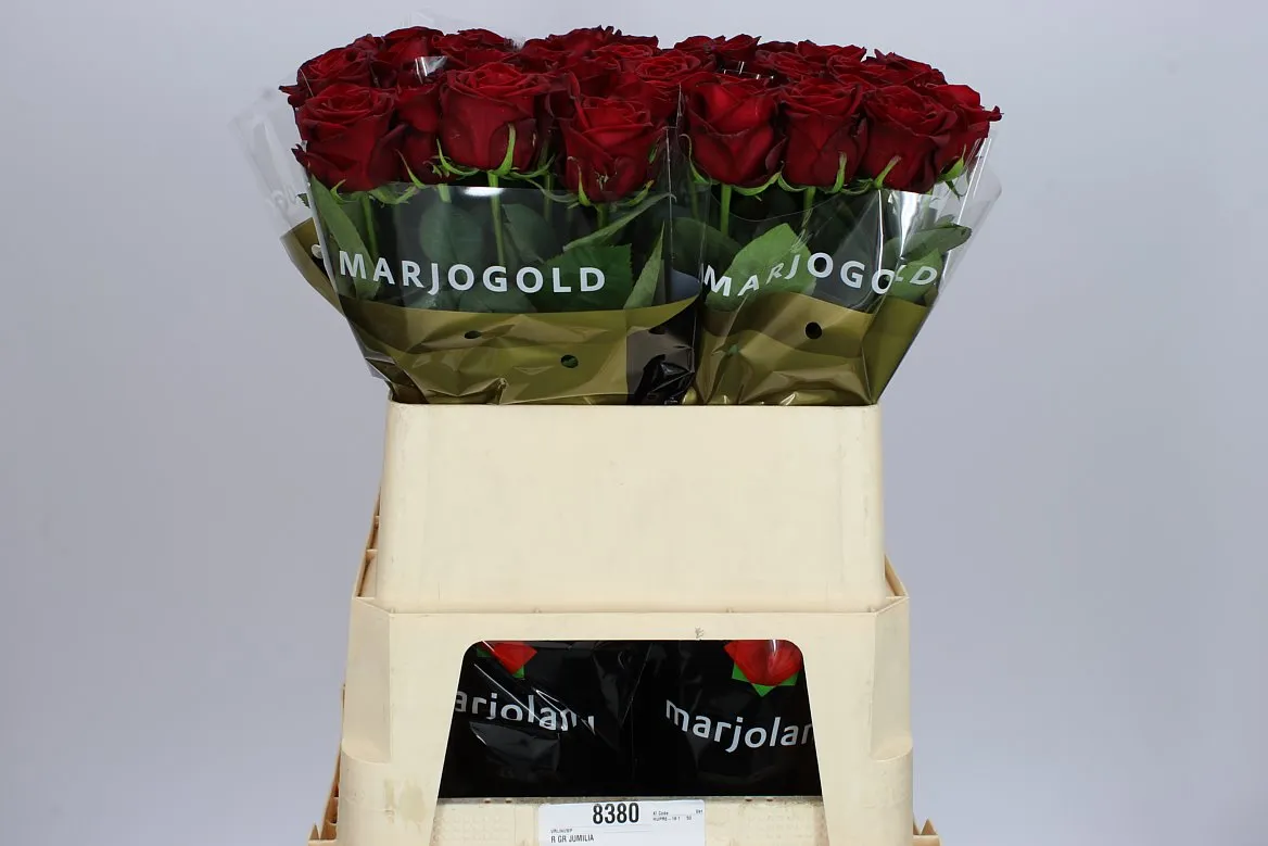 Ruža Red Naomi! Marjo Xl • 80 cm