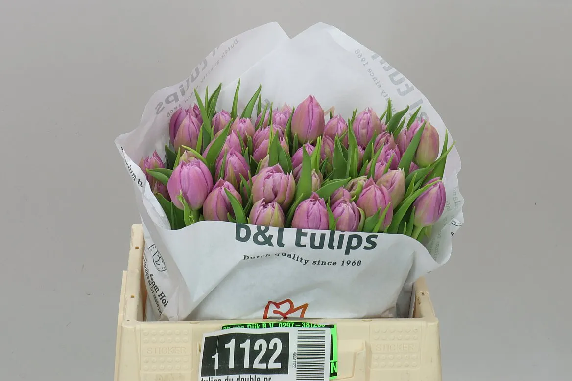Tulipa Du Double Price • 36 cm