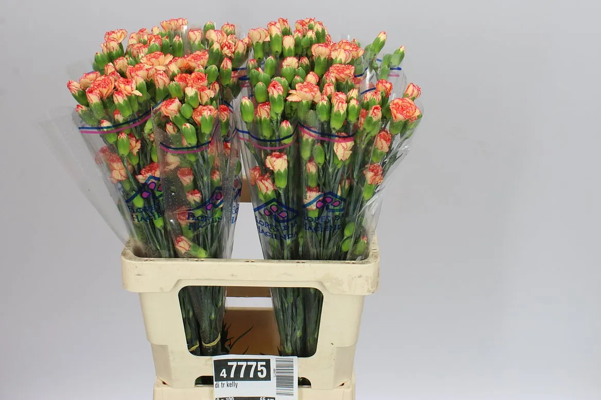 Di Tr Kelly • 65 cm