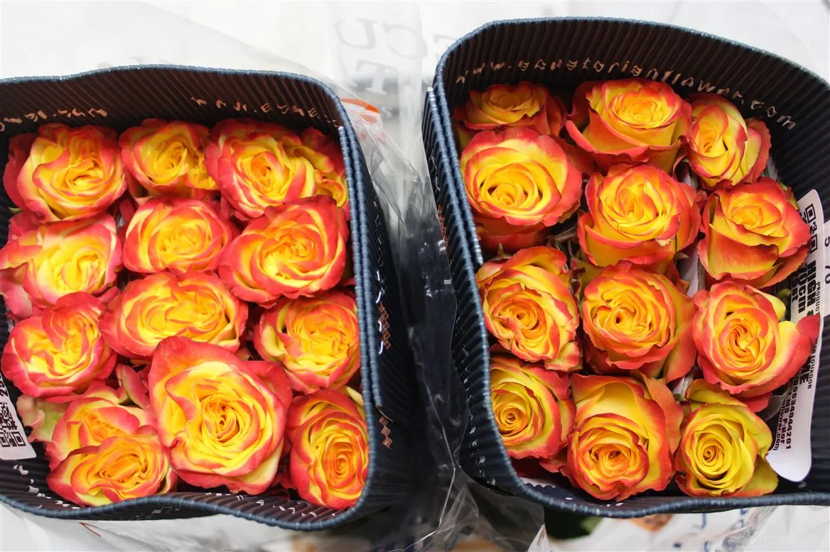 Rosa Gr Ec High & Flame Magic • 50 cm