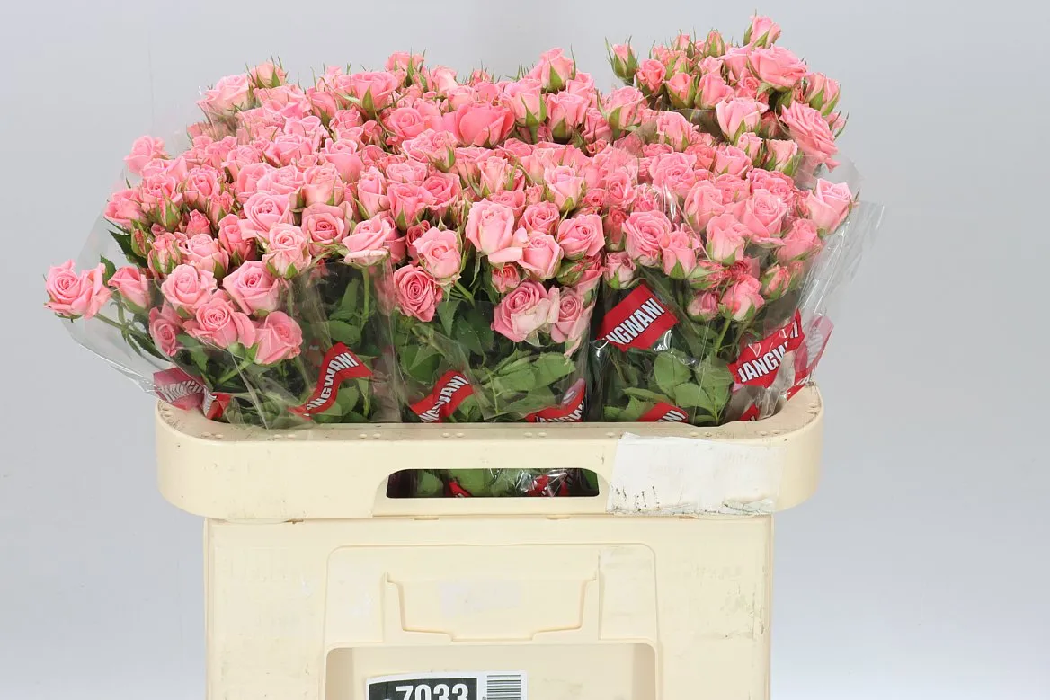 Rosa Tr Odilia • 60 cm
