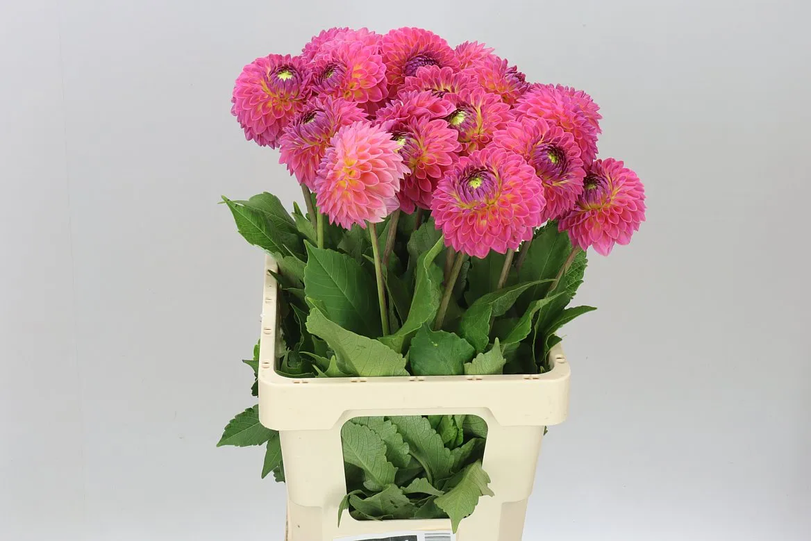 Dahlia Barbados • 55 cm