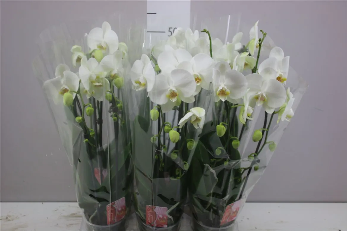 Orchidea Phalaenopsis Cascade biela, 2 výhony • črepník 12 cm
