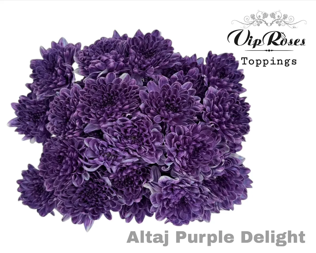 Chr T Altaj Purple Delight • 65 cm
