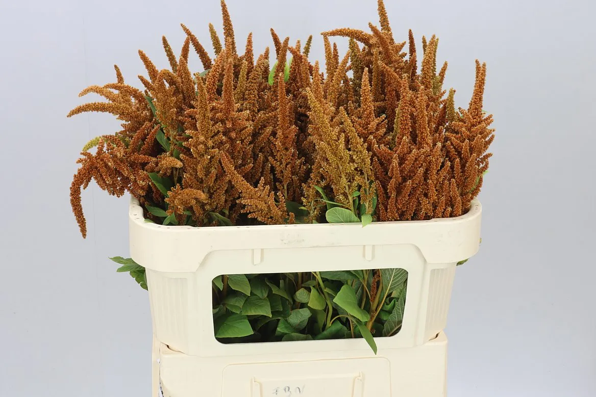 Amaranthus St Cr Hot Biscuit • 70 cm