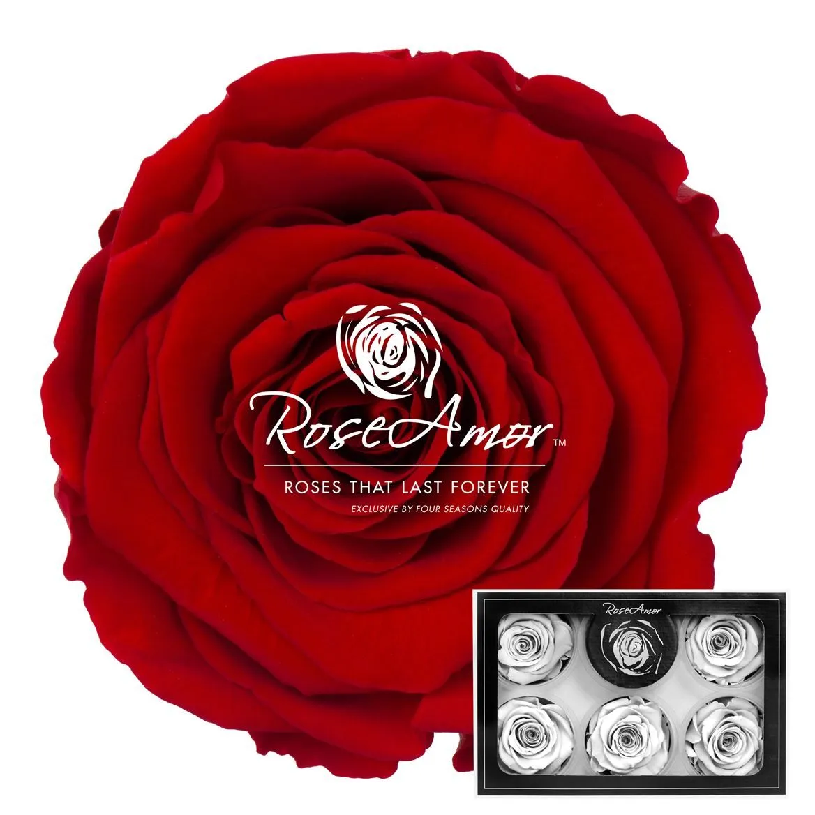 Stabilizovaná ruža XL ⌀ 6 cm, červená RED02