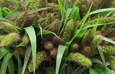 Setaria It Red Jewel • 70 cm