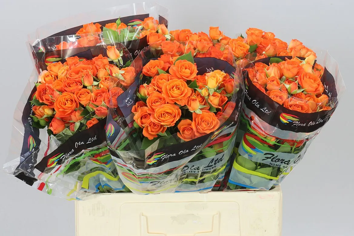Rosa Tr Babe 2/4 • 60 cm