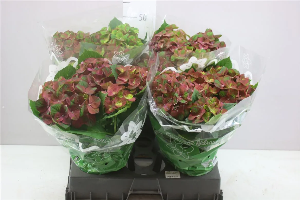 Hydrangea Rood Groen 6+ • črepník 14 cm