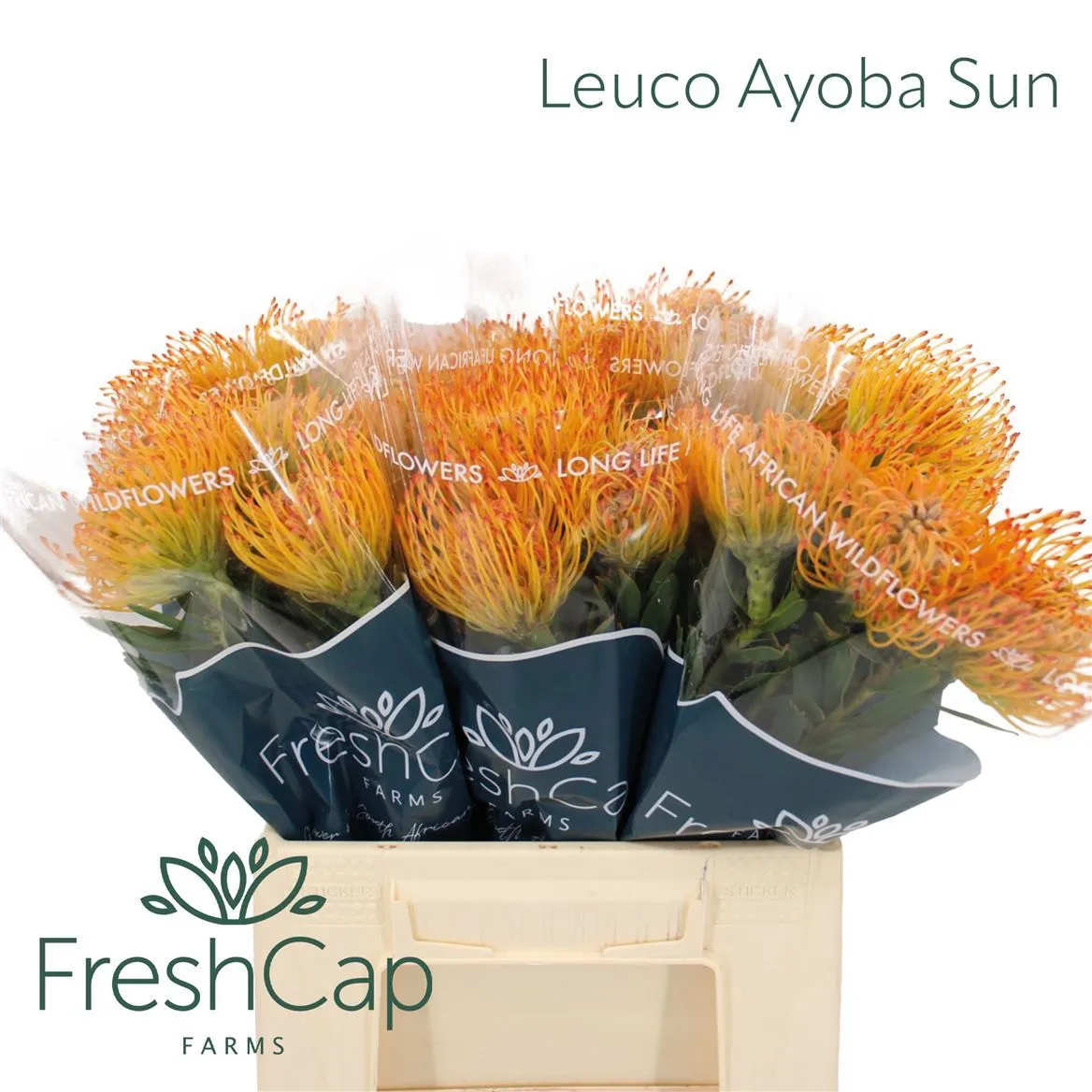 Leucospermum Ayoba Sun • 40 cm