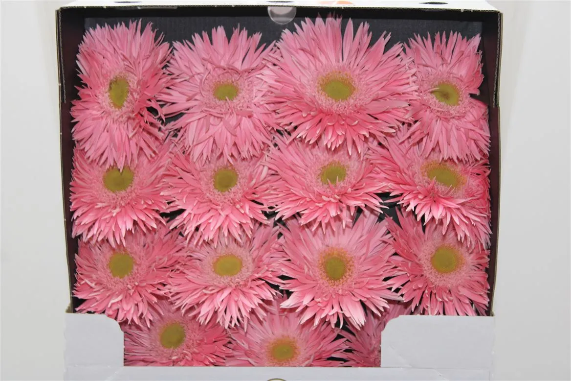 Gerbera Diamond Spider Emotion • 55 cm