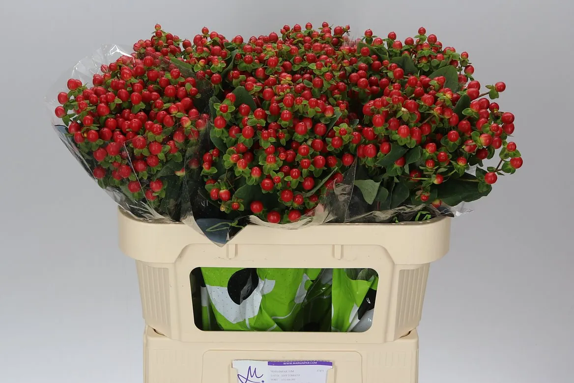 Hyperikum Tomato Flair • 70 cm