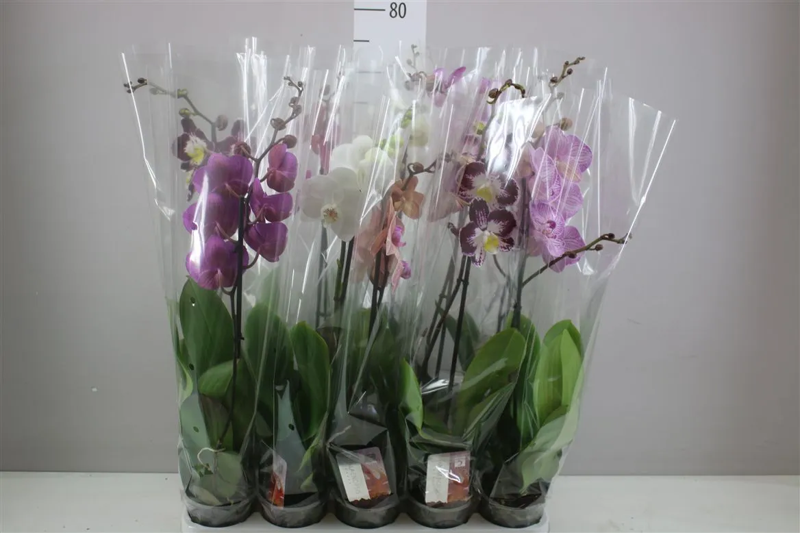 Phal Gemengd 1 Tak 9+ • črepník 12 cm