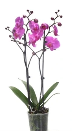 Orchidea Phalaenopsis fialová, 2 výhony • črepník 12 cm