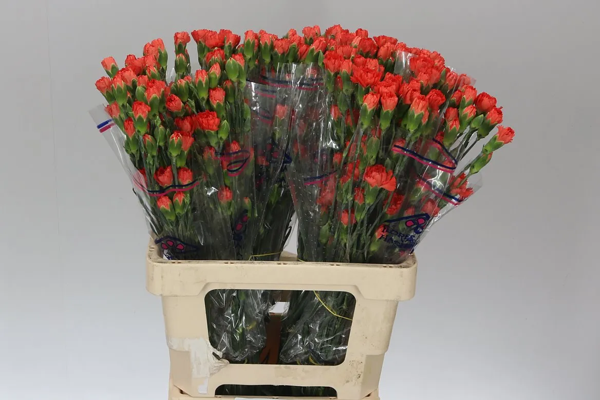 Di Tr Orange • 65 cm