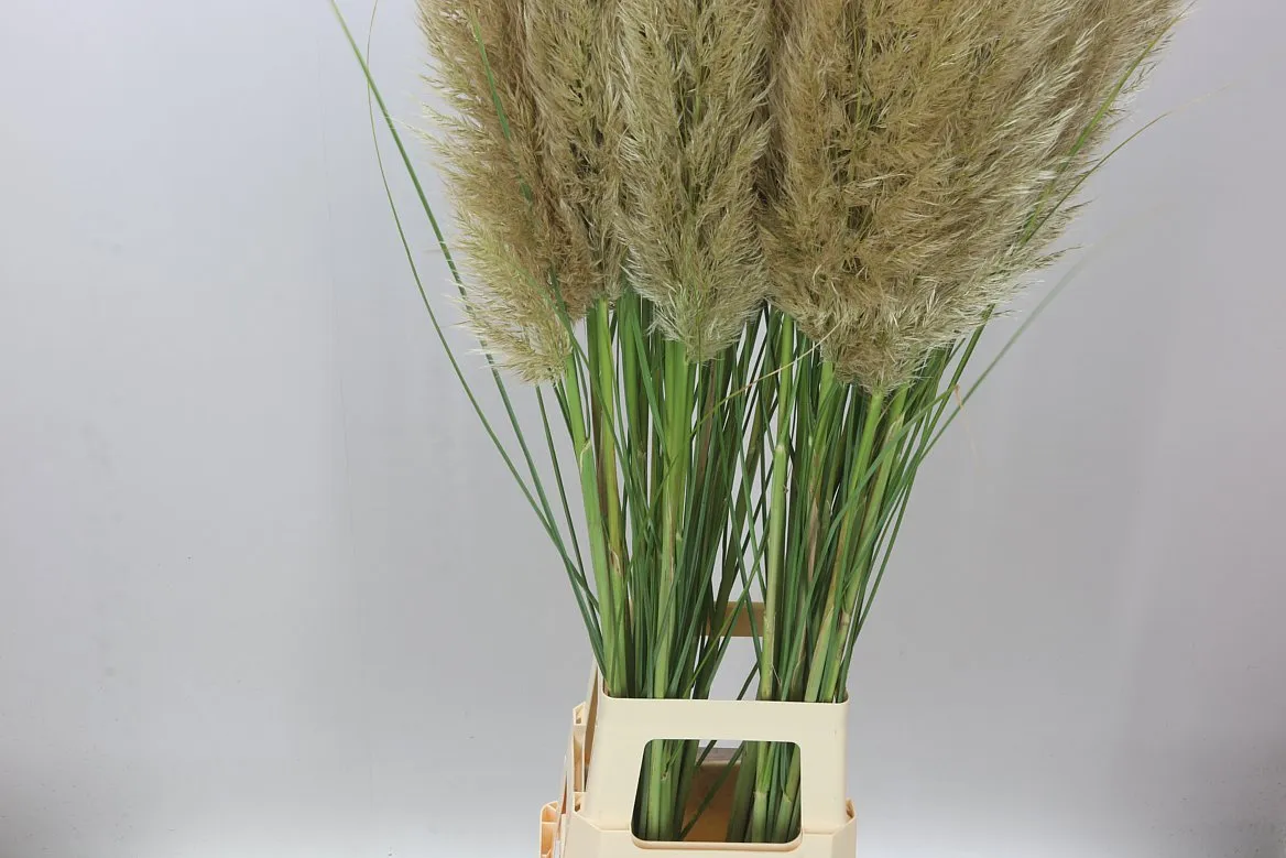 Cortaderia S Evita • 120 cm
