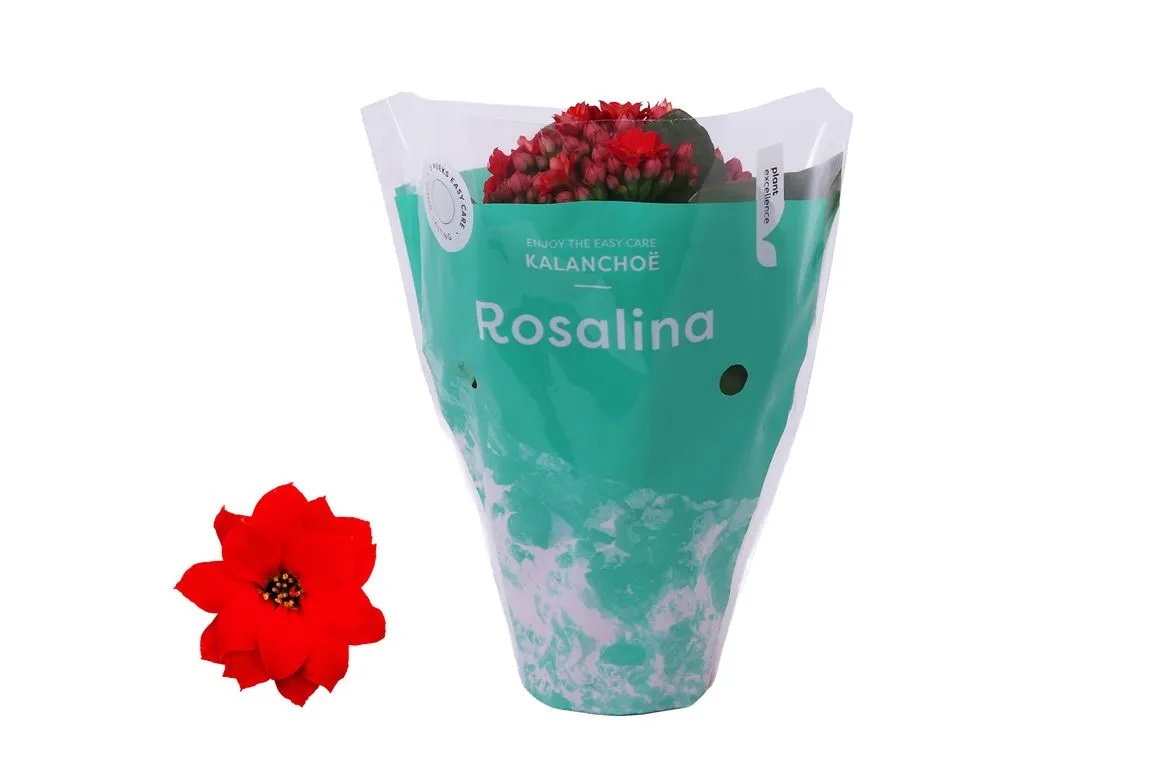 Kalanchoe Rosalina Rood • črepník 7 cm