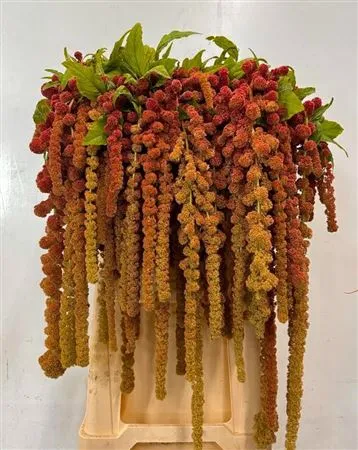 Amarant Ca Coral Fountain • 80 cm