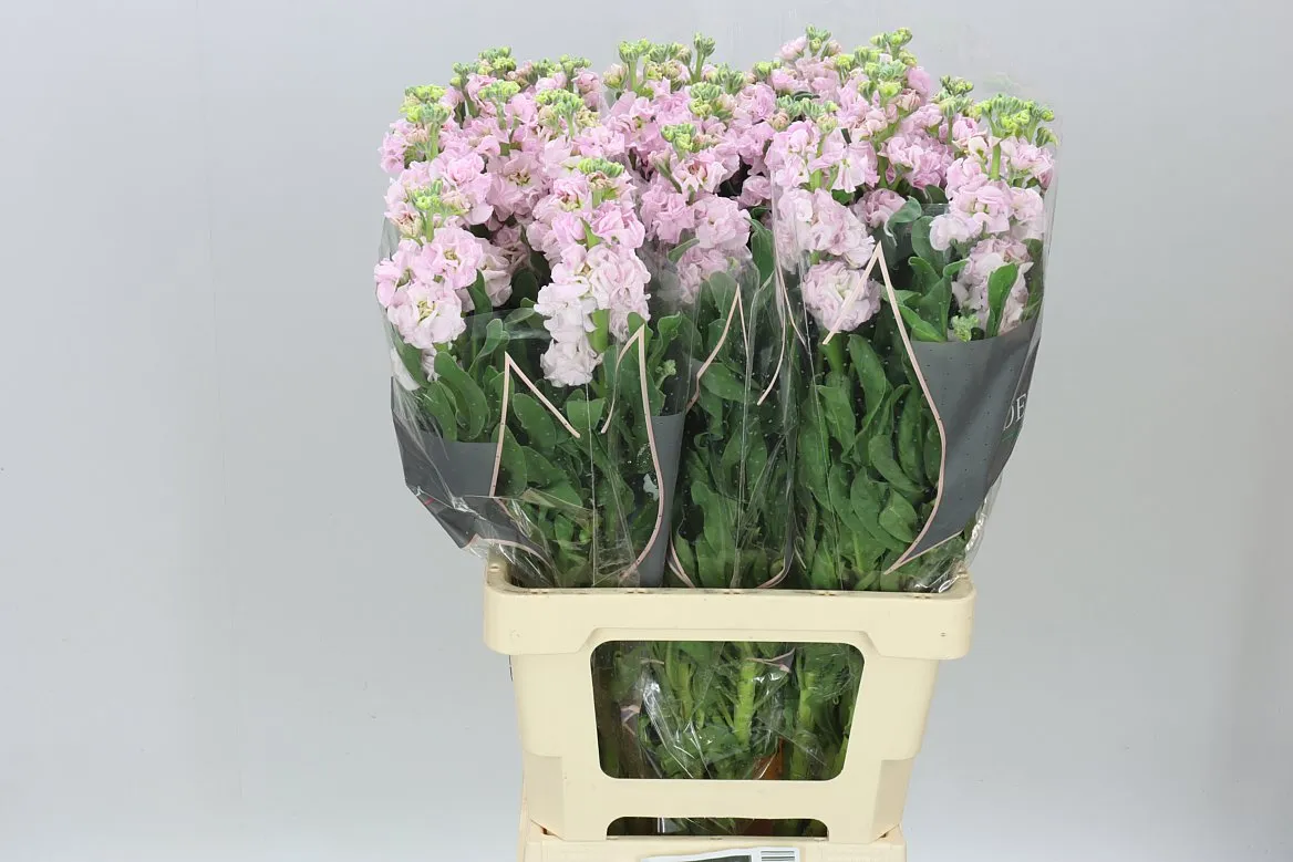 Matthiola Pale Pink It. Imp • 70 cm