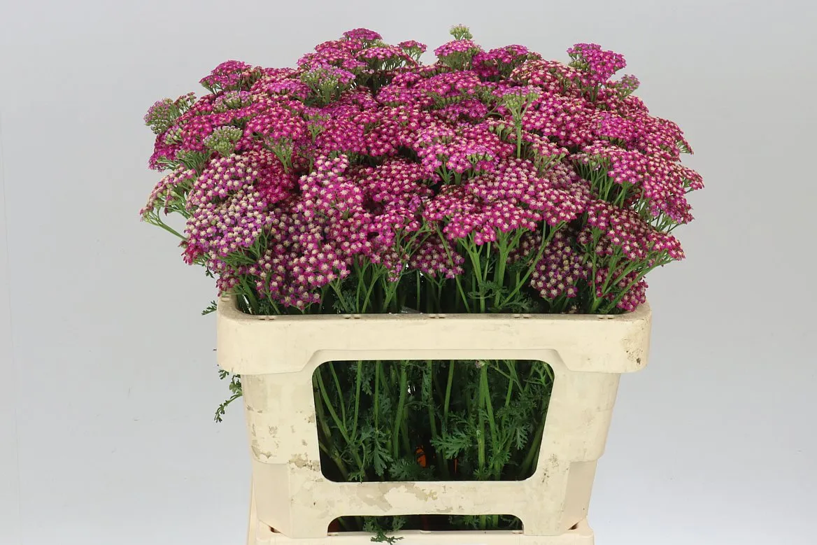 Achillea Masterclass Purple • 55 cm