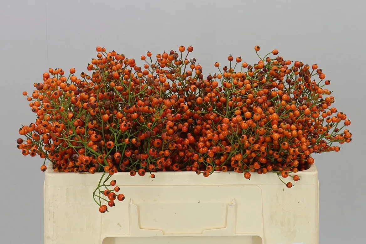 Rozenbottel Prinsberry Orange • 50 cm