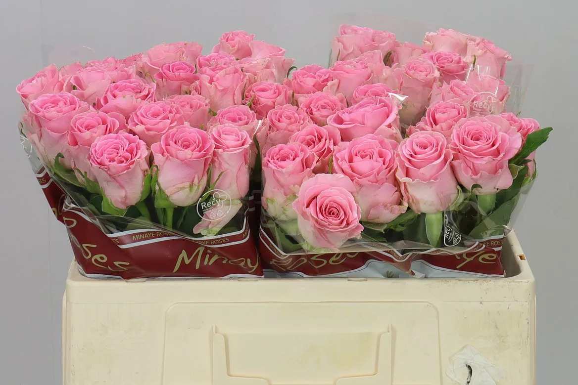 Rosa Gr Seductive • 50 cm