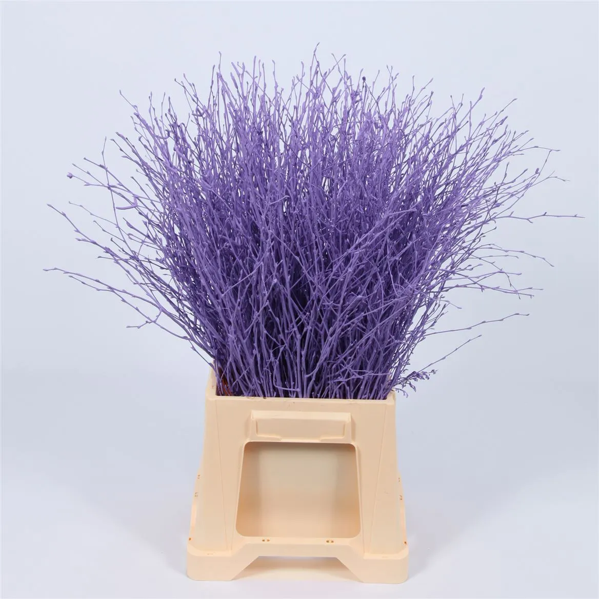 Breza Purple • 120 cm