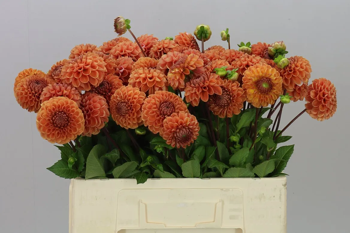 Dahlia Cornel Bronze • 50 cm