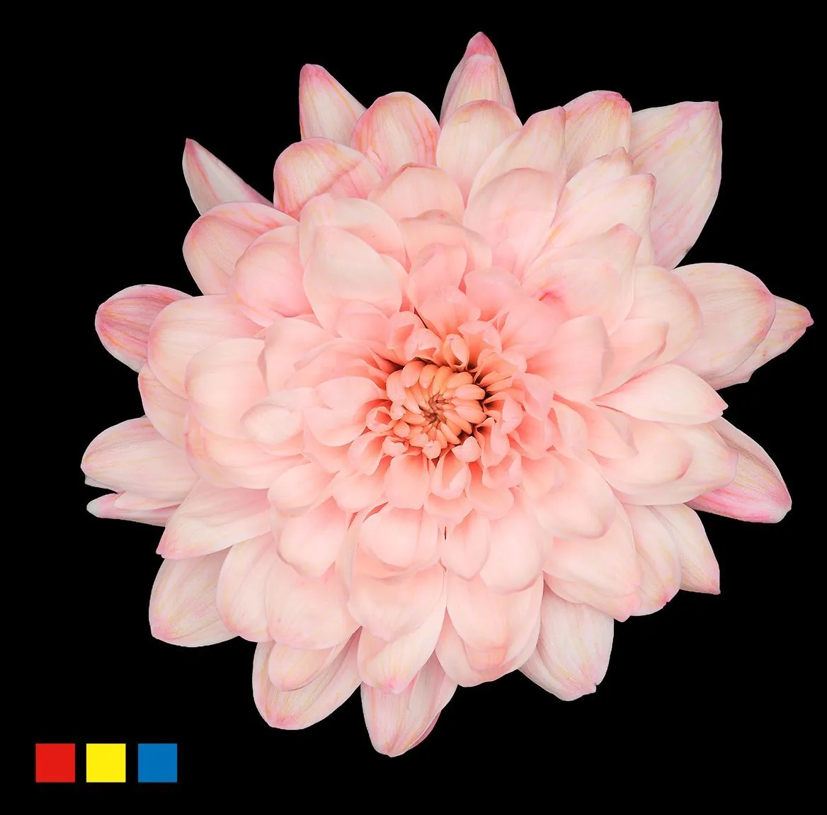 Chryzantéma trsová Altaj Coral Blush • 70 cm