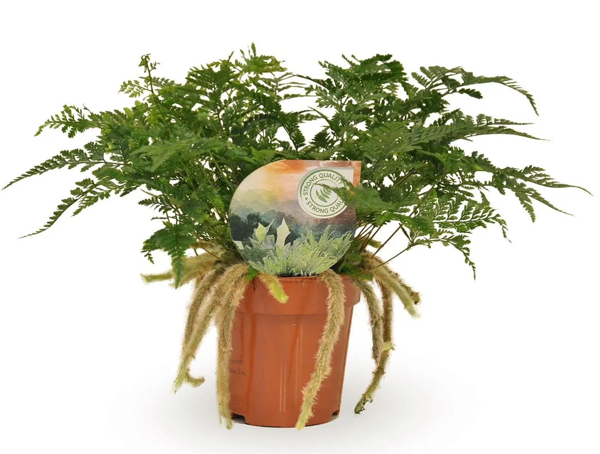 Humata Tyermannii • črepník 12 cm