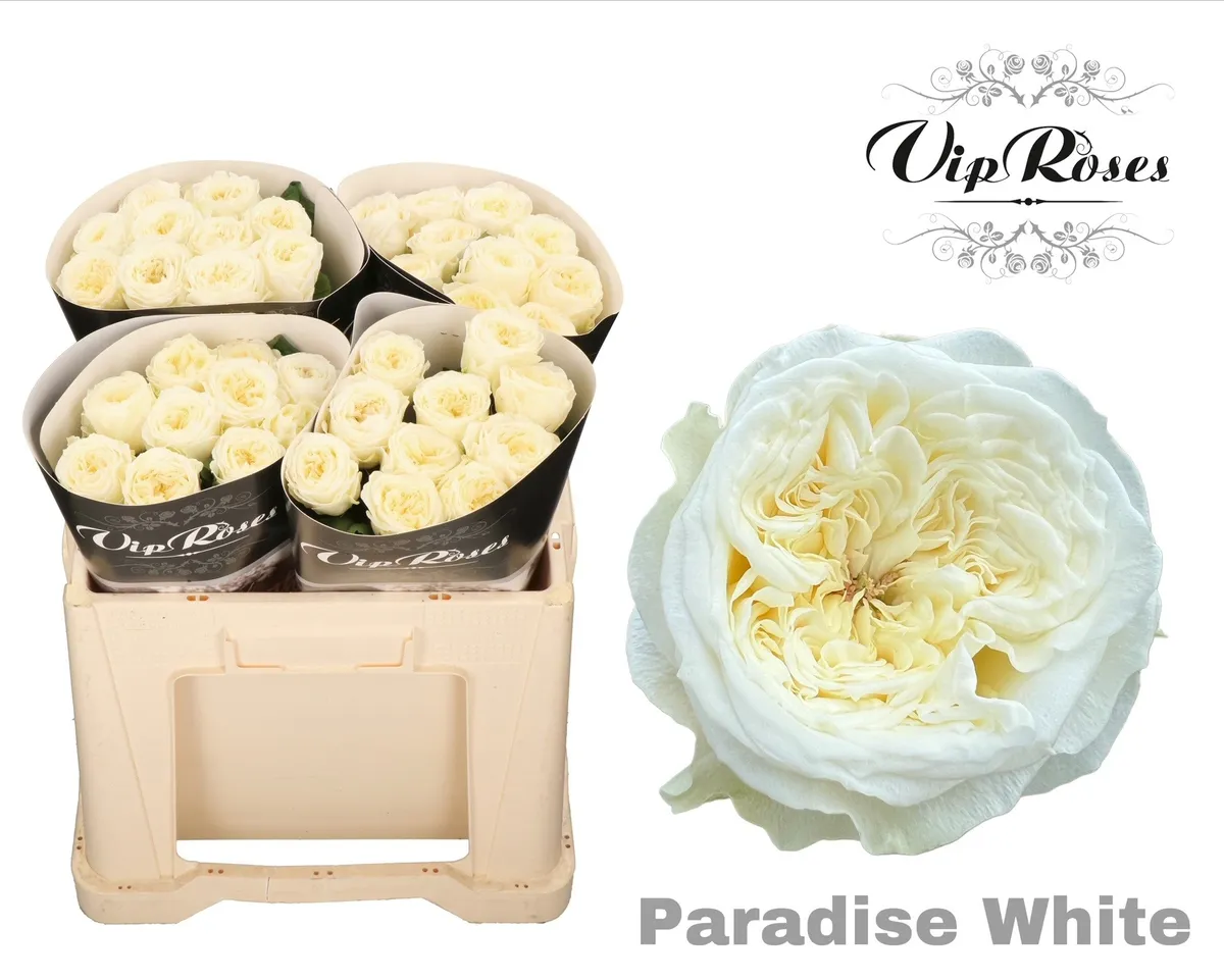 Ruža Paradise White X40 • 50 cm