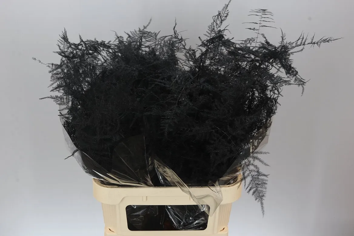 Asparágus Lang Getopt Black • 85 cm