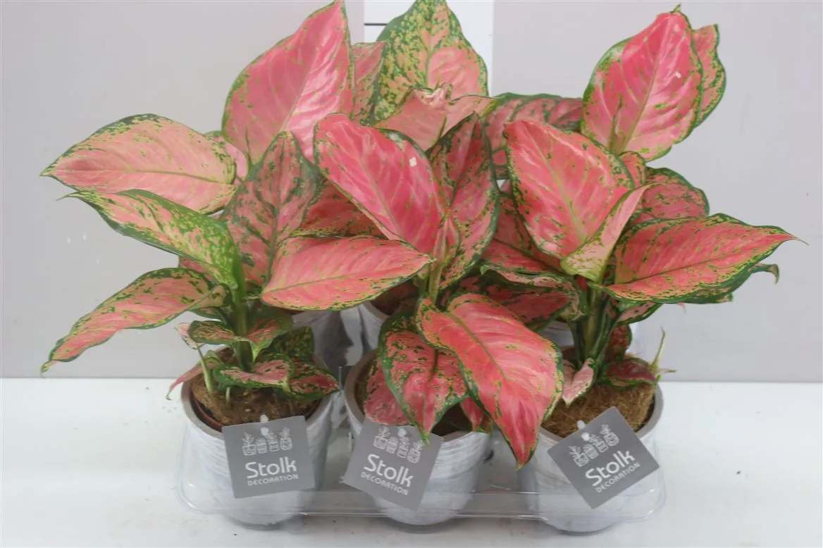 Aglaonema Spotted White Wash Keramiek A2 • črepník 11 cm