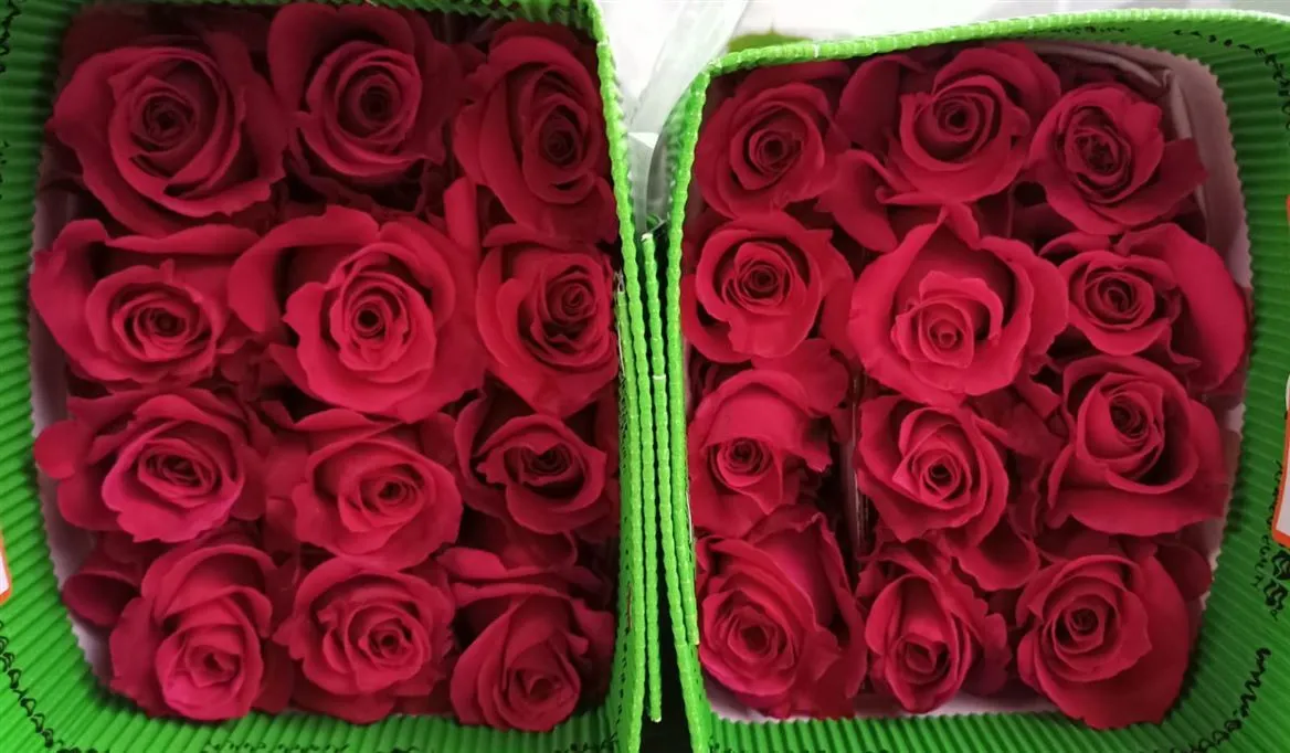 Rosa Gr Ec Hot Lady • 40 cm