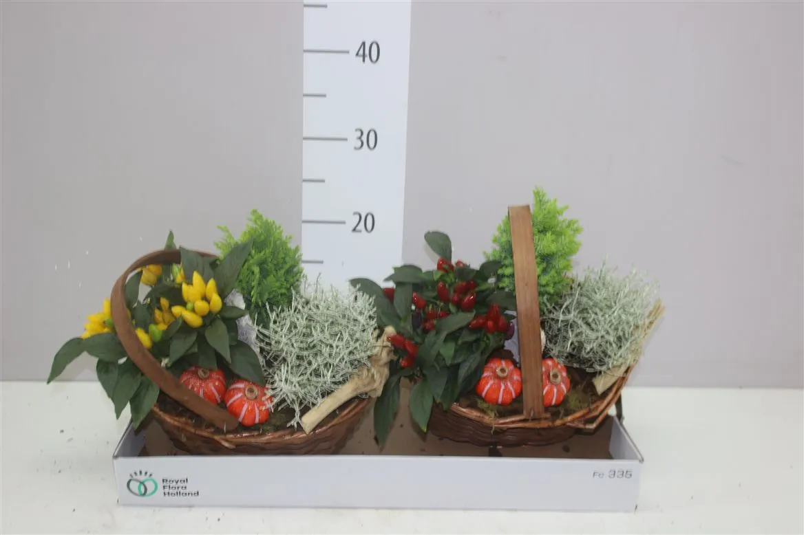 Arr Tuinplanten v prútenom košíku Met Hengsel • črepník 24 cm