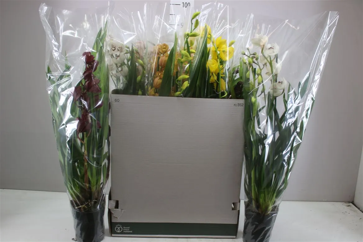 Orchidea Cymbidium mix, 3 výhony • črepník 14 cm