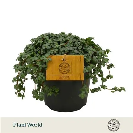 Pilea Glauca • črepník 12 cm