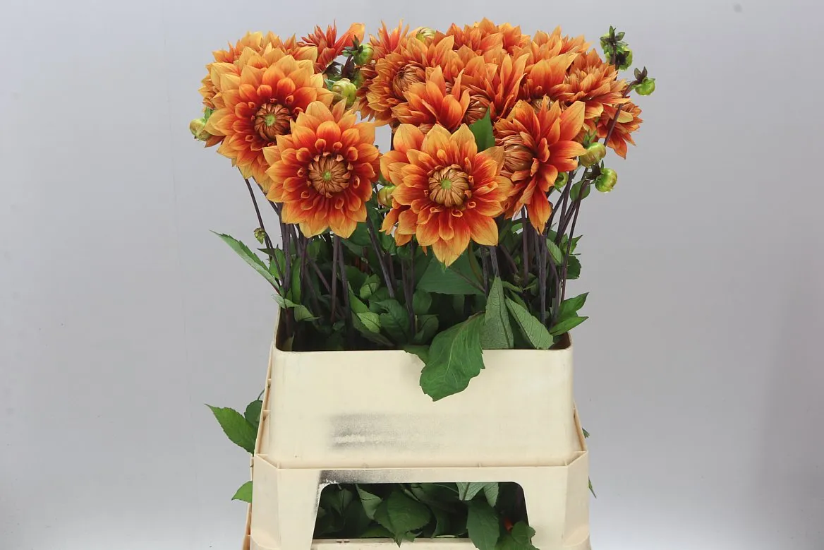Dahlia Willeke Alberti • 85 cm