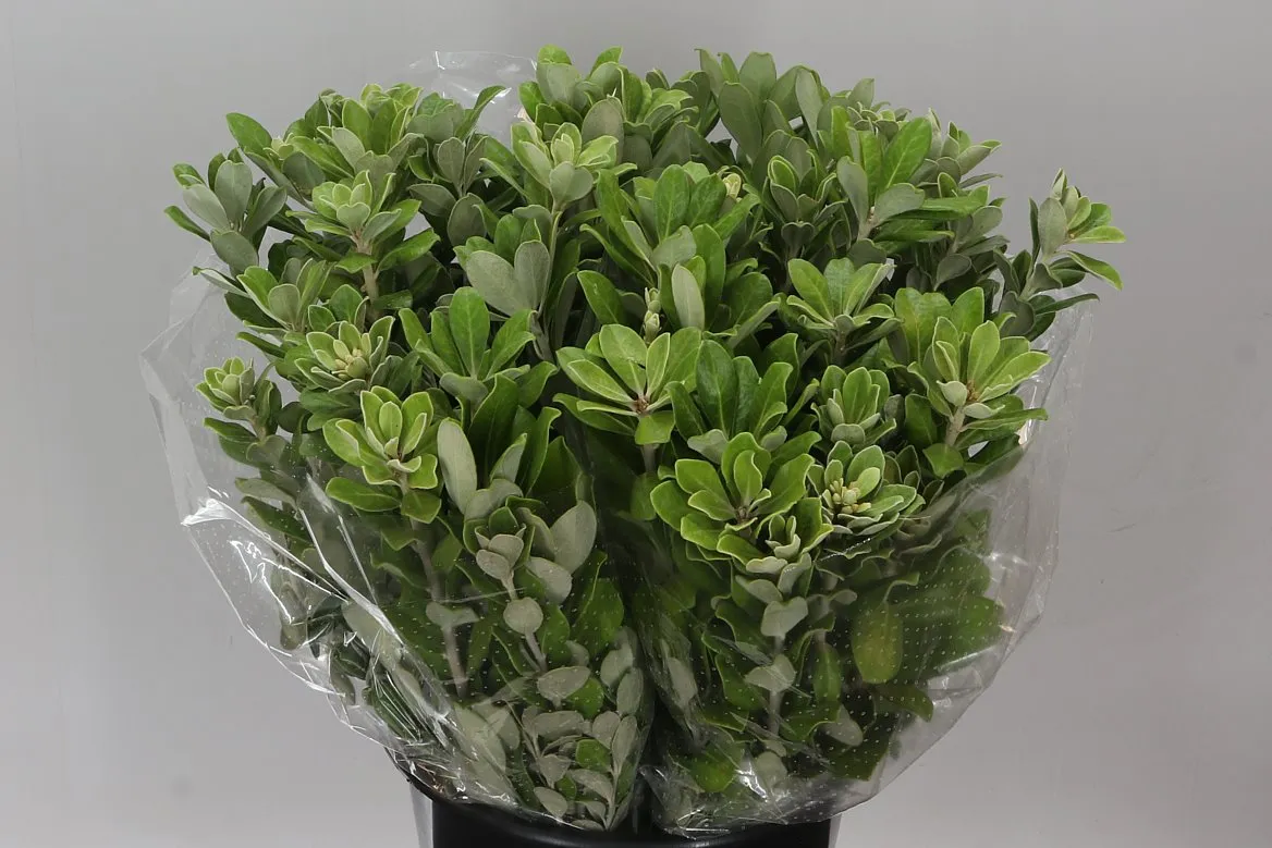 Pittosporum Ralphi • 60 cm