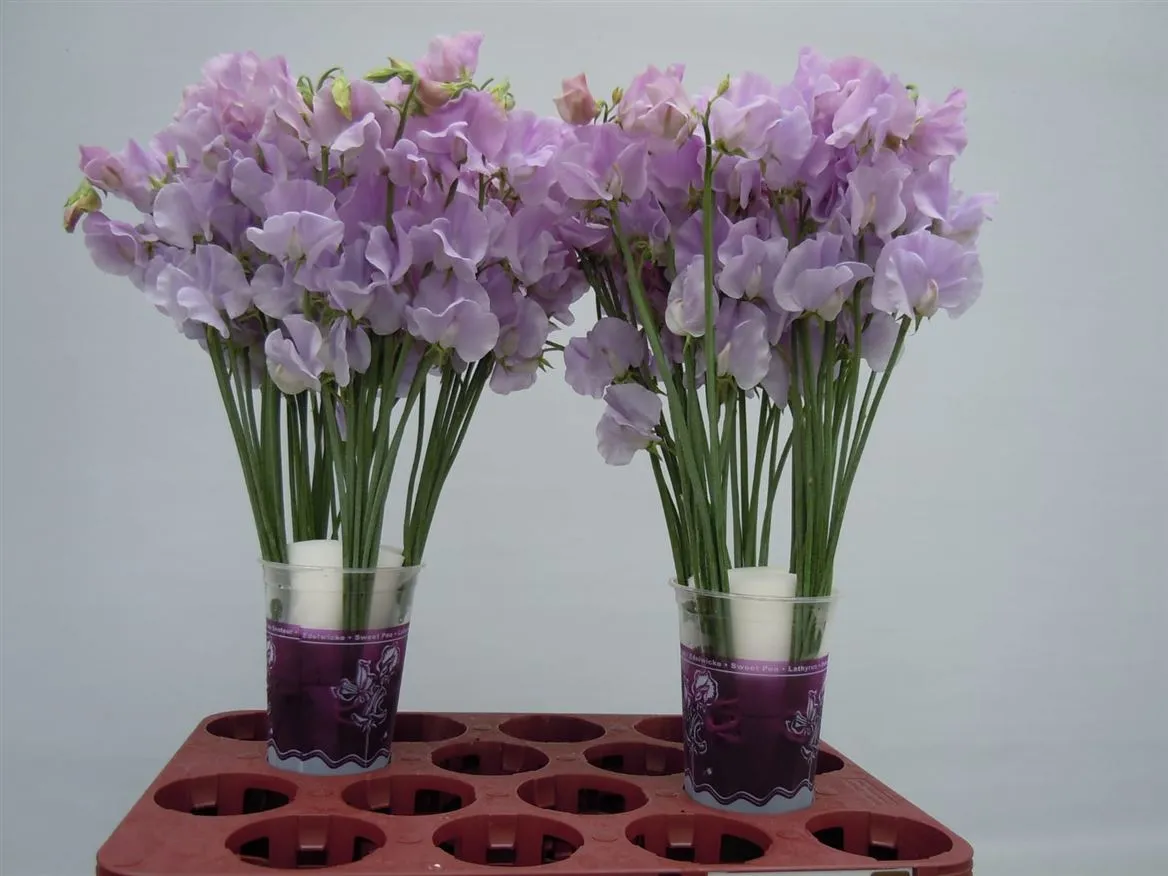 Hrachor Lilac • 35 cm