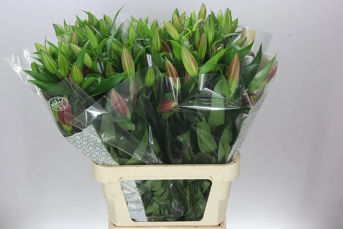 Ľalia orientálna Touchstone • 95 cm