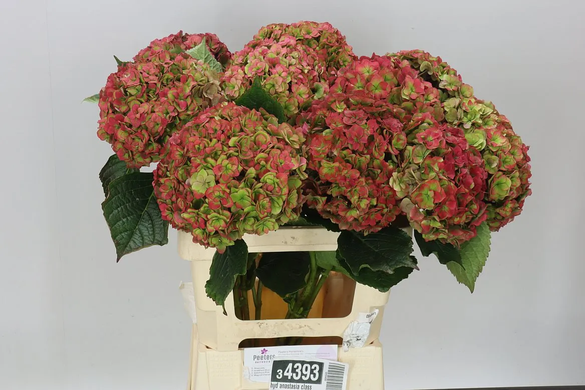 Hortenzia Anastasia Classic • 60 cm