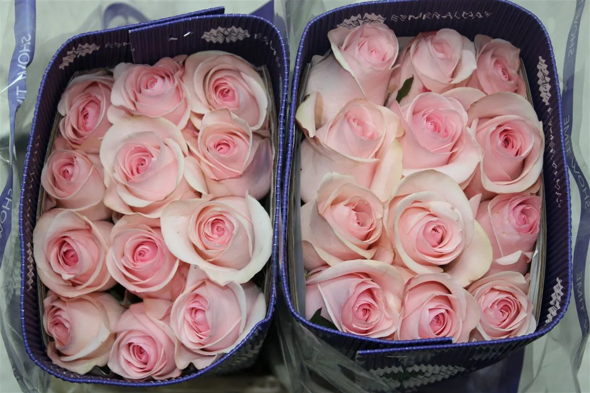 Rosa Gr Ec Novia • 70 cm