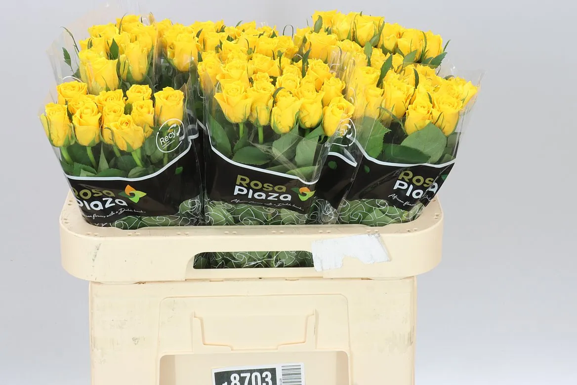 Rosa Gr Jackpot+ • 60 cm