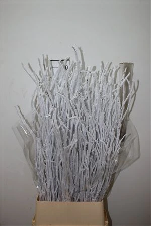Breza Snow • 120 cm