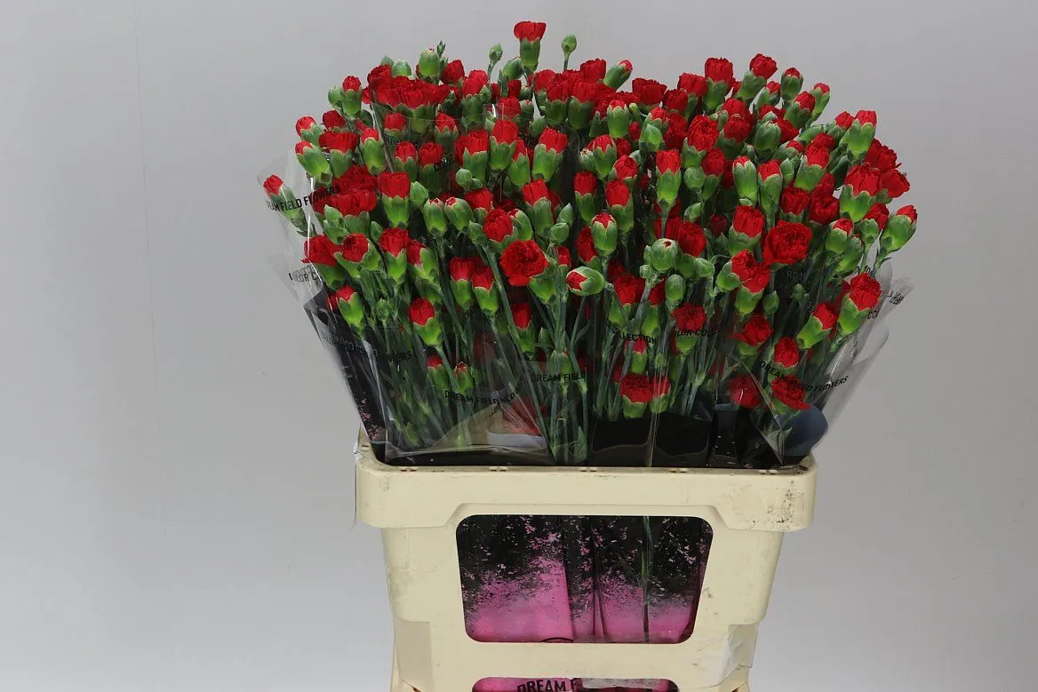 Di Tr Red • 65 cm
